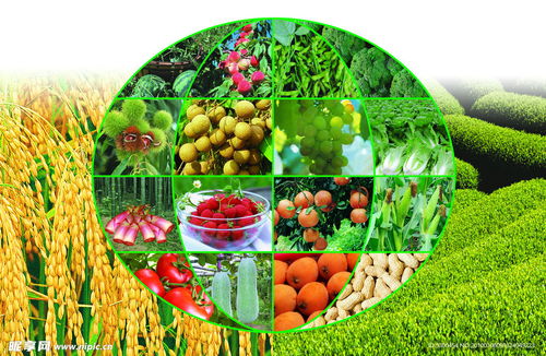 蔬菜設計圖 psd分層素材 psd分層素材